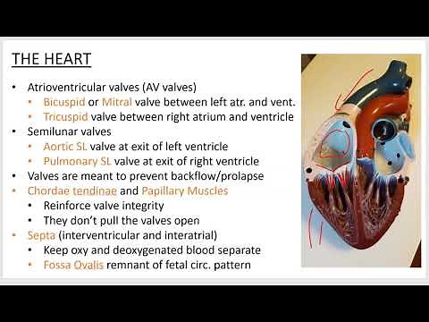 Heart PowerPoint Screencast