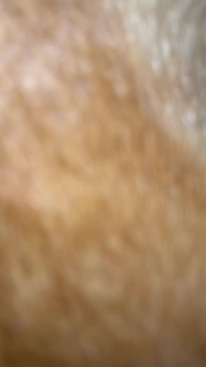 Captivating Close-up of an Adorable Orange Cat
