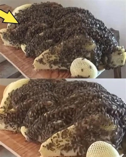 Emergency alert from scientists | Thank you Veterans