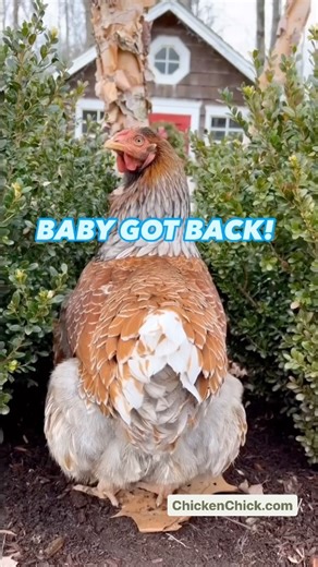 59K views · 606 reactions | I cannot lie.     #backyardchickens #petchickens #chickens #chickenkeeping #chickenyard | The Chicken Chick | Facebook