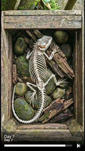 7 Days of Natural Decomposition! #decompression #animal #asmr