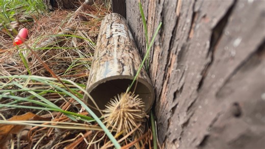 Budget-friendly ways to protect yourself and your pets from ticks