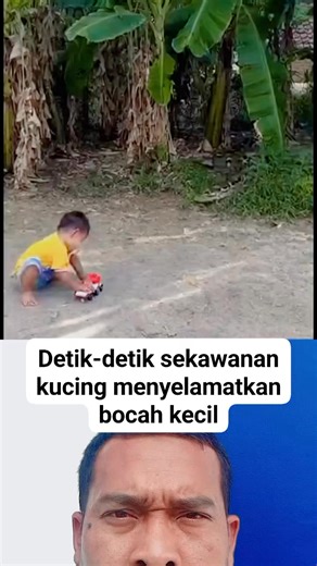 Rhagiel S Wahyudi | Lihat guys detik-detik sekawanan kucing menyelamatkan baca kecil dari ular piton... #fyp #viral #cat #phyton #animalsLovers #AnimalsWord | Instagram