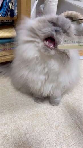 袋がすきなぎんちゃん #ヒマラヤンのぎんちゃん #袋が好き #かわいい猫 #himalayan #cutecat