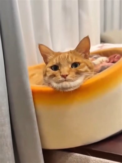 Top Hilarious Pet Moments Compilation