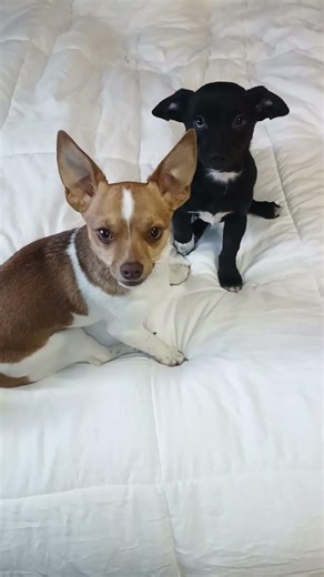 Say The Magic Word Pupcup #shorts #shortvideo