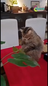 A cat rolling dramatically for attention. | Creative Company