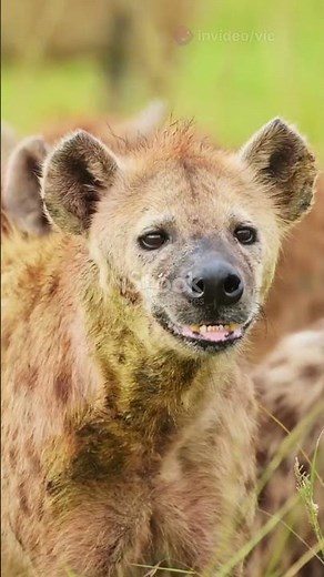 The Secret Behind Hyena Laughs!
