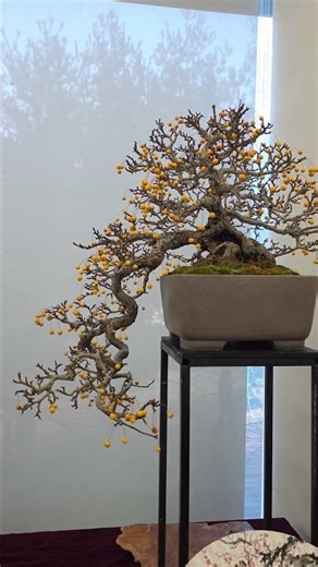 황실 심산해당 #분재 #bonsai #잡목