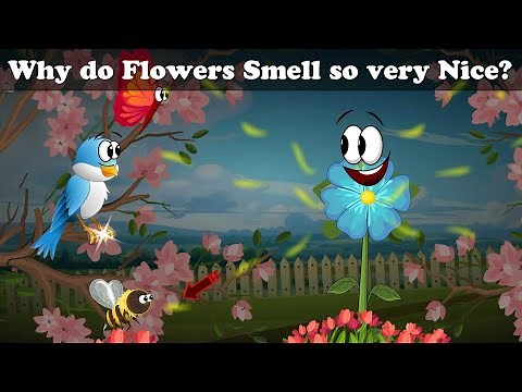 Why do Flowers Smell so very Nice? + more videos | #aumsum #kids #cartoon #science