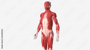 The muscular system is composed of specialized cells called muscle fibers