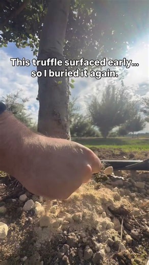 I Found a Truffle… Then Buried It Again