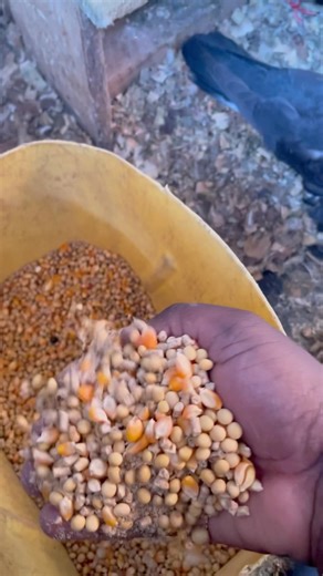 How i feed my fancy pigeons #racingpigeon #pigeon #birds #bird