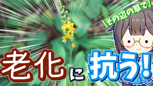 その辺の草のお茶で老化細胞とお別れ！元気にイキイキ暮らしたい！【キンミズヒキ】