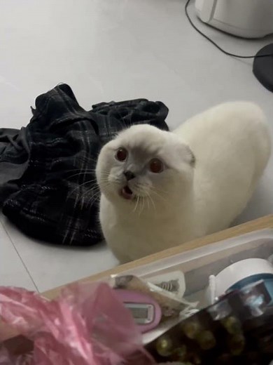 My cat tried to sound angry, but his voice betrayed him