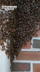 11K views · 155 reactions | Does the Bee Vacuum Kill Honeybees? #beekeeping #honeybee | Swarmstead Bees and Gardening | Facebook