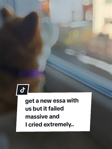 Coping Through Tears: The Importance of Emotional Support Animals