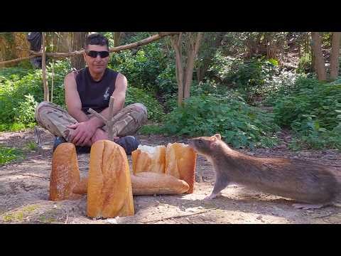 BARCELONA SALVAJE: MONTJUÏC EXPERIENCE