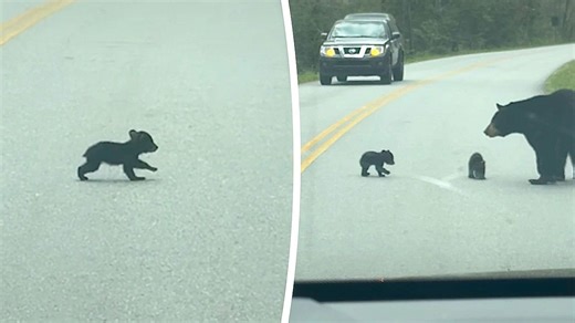 Mama bear patiently waits on road for three tiny cubs to cross