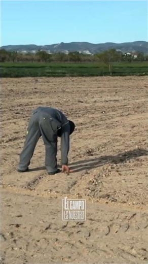 Plantation to obtain 15,000 bottles of wine