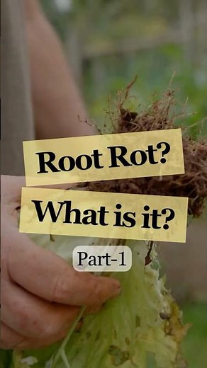 Root Rot Symptoms & Fixes | Save Your Indoor Plants Fast! | Plant Rescue Tips – Ecofynd