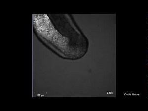 Timing of embryonic patterning dictated by synchronized waves
