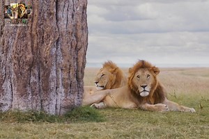 1.3M views · 51K reactions | Big Cat Story - [ हिन्दी डाक्यूमेंट्री ] Part 31 , #nature #animals #documentary #discovery #wildworlddocumentary | Wild World | Facebook