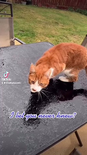 You have a weather cat 🐱#catfacts2021 #catfacts #catfactoftheday