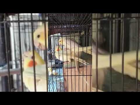 Mating Sound Cockatiel, 2 menit langsung Birahi lihat dan dengar suara ritual kawin Falk