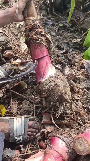 Todays best size banana plant ready for planting