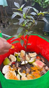 Chilli plant care tips by using haldi powder compost #chilliplants #chilli #peppers #pepper #chilliplant #growyourown #hotpepper #chili #capsicum #odlachiliisverige #growyourownpeppers #chiliplant #chiliplanta #chillies #chiliplants #chiliplantor #growingchiliinsweden #welcometomypage #chilligarden #ilovechili #ilovechilis #chilie #chilies #welcometomyworld #spicy #capsaicin #ghostpepper #chilligrowing #chilligrower #scoville | Rezia Gardening