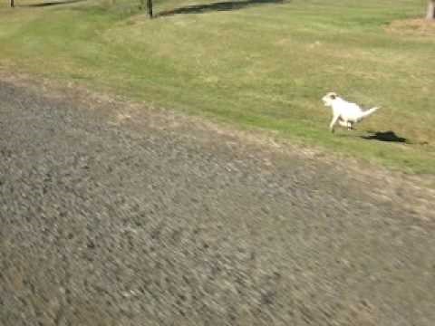 Parson Russell Terrier running at 40 km