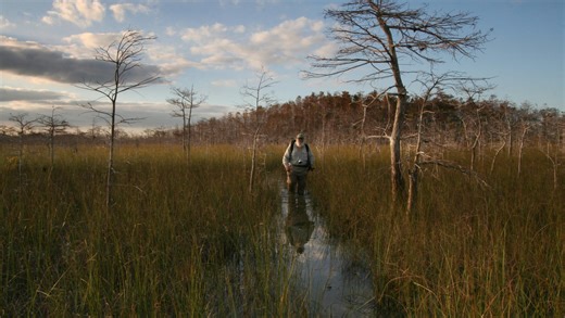 Things to do: Summer is a great time for a swamp hike in Collier County. What to know