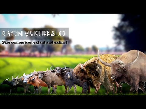 BISON VS BUFFALOS, Buffalos and bison size comparison.