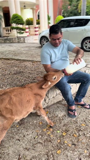 Dándole leche a mariposa: momento de cuidado y ternura