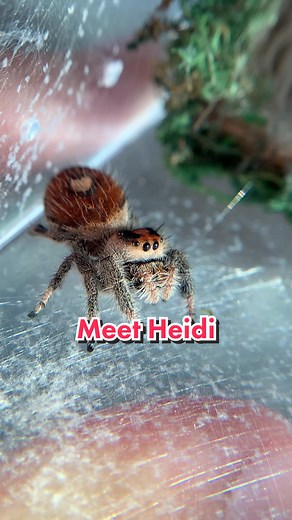 Meet Heidi - The Curious Introvert Jumping Spider