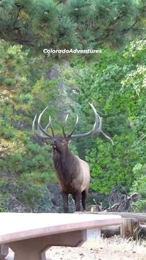 Yes On top of their iconic bugles, bull "bark" and "chuckle", like Split 5 is doing in this video.