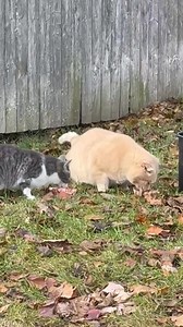 Monday, November 24, 2025. I’m still here lol I’ve got one arm in a cast and the other one with a severe injury on the hand going to the doctor today but I haven’t been taking a lot of pictures but I’m still feeding the cats every single day Get this cast off and I’ll be back to my old self | Donald Brown Sr.