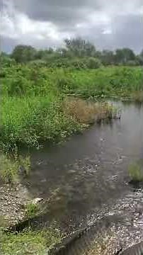 Bellowing Alligator Sound - Florida Nature Hike