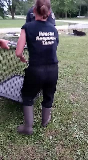 Siezed and saved #wolf #wolfdog #wolves #exocticanimal #animals #animalcruelty #rescue #backyardbreeding #kindnessmatters #gsd #husky #fyp #kindnes