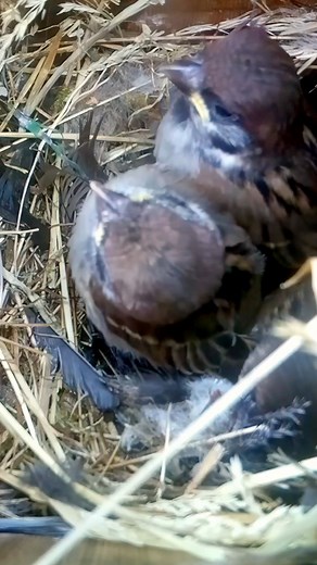 42K views · 625 reactions | Tree Sparrow chicks are almost ready to fledge! #wildlife #birdwatching #nature #nestbox #livecam #sparrow #nestboxlive | Nest Box Live | Facebook