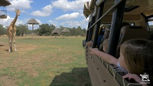 1.6K views · 73 reactions | Hop on board the Savannah Safari a purpose-built safari truck that takes guests into the African Savannah where Giraffe, White Rhino, Zebra and Eland roam. It's just $10 per adult and $5 per child in addition to Zoo admission and is one of the most popular experiences at the Zoo, perfect for the whole family. Bookings can be made online at https://taronga.org.au/dubbo-zoo/must-see/savannah-safari | Taronga Western Plains Zoo | Facebook