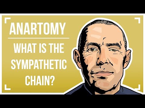 ANARTOMY - What is the sympathetic chain?