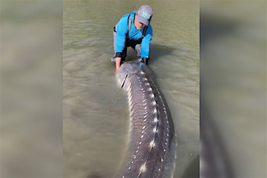 British Columbia Produces Monstrous, 10-Foot, 600-Pound White Sturgeon for Fishing Guide