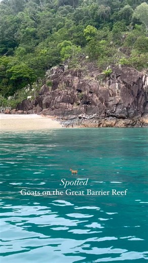 12K views · 185 reactions | Wild Goats on the Reef  Back in the 19th...