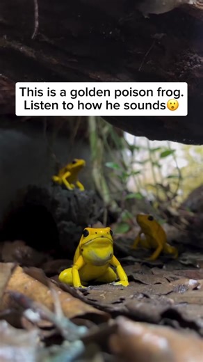 The golden poison frog, native to the rainforests of western Colombia, is a vibrant and small amphibian renowned for its striking coloration. Despite its beautiful appearance, this frog carries a potent toxin called batrachotoxin, which makes it one of the most poisonous animals on Earth. Interestingly, the toxicity of the golden poison frog is believed to be linked to its diet in the wild. In captivity, where the diet lacks the specific insects that provide the toxins, these frogs do not produc