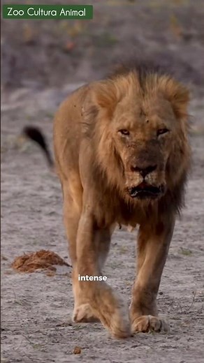 What It Takes to Be a Male Lion?