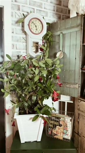 Bringing Mandevilla Indoors for Winter Guide