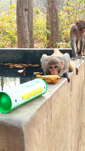 This monkey really wants that banana! 😂 #youtubeshorts