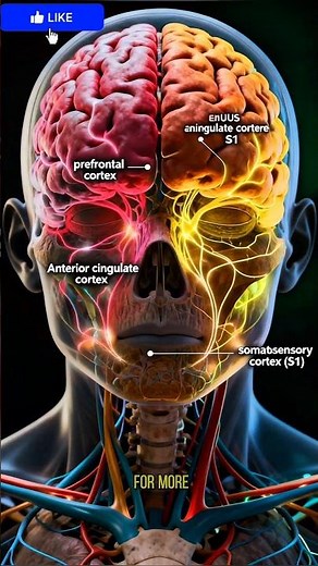 How the Human Brain Processes Pain: A Deep Look Into Neural Pathways